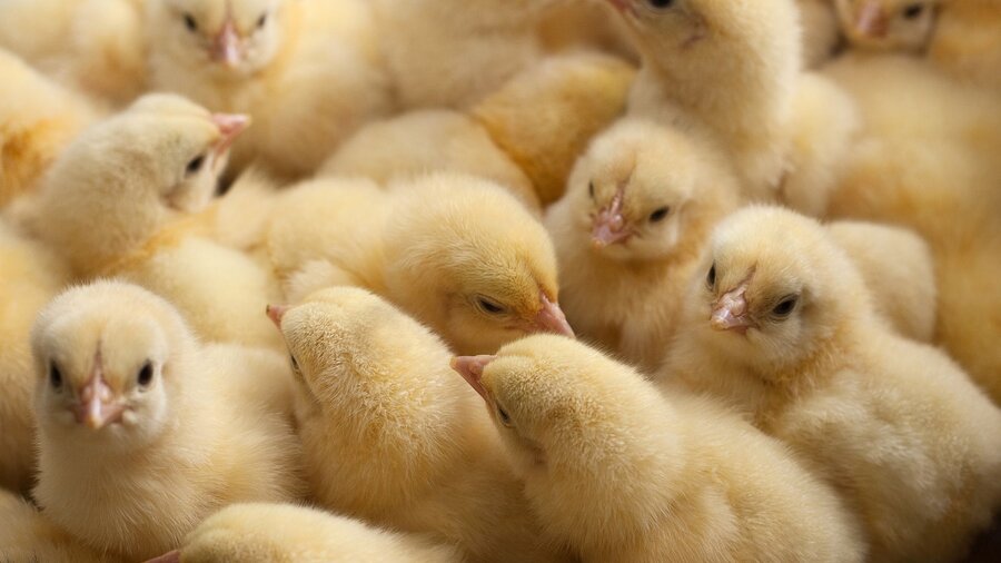 A bunch of yellow chicks grouped together in a brooder.