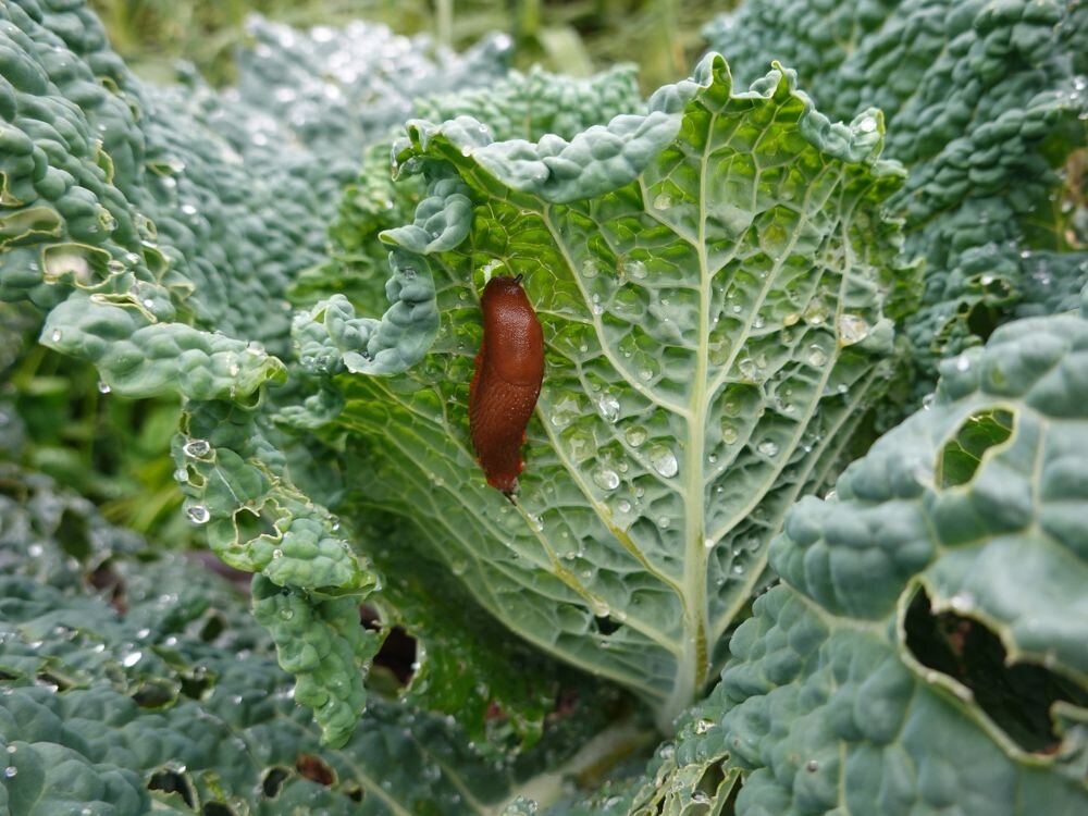 Early Spring Pest Prevention: February Steps That Save Months of Headaches