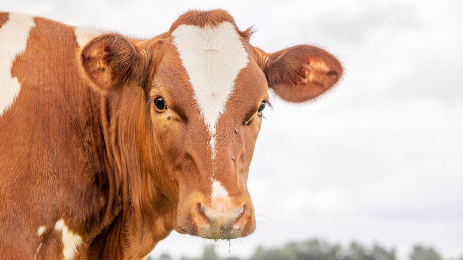 A brown and white cow with a few flies on her face.