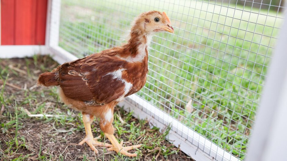 A chick standing in a coop in early spring.
