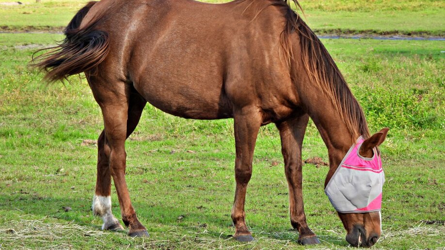 A horse grazing on spring pasture grass, wearing a fly mask.