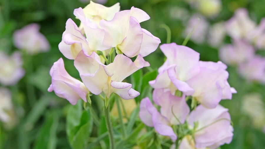 Cream and lilac purple sweet pea flowers, a spring annual.