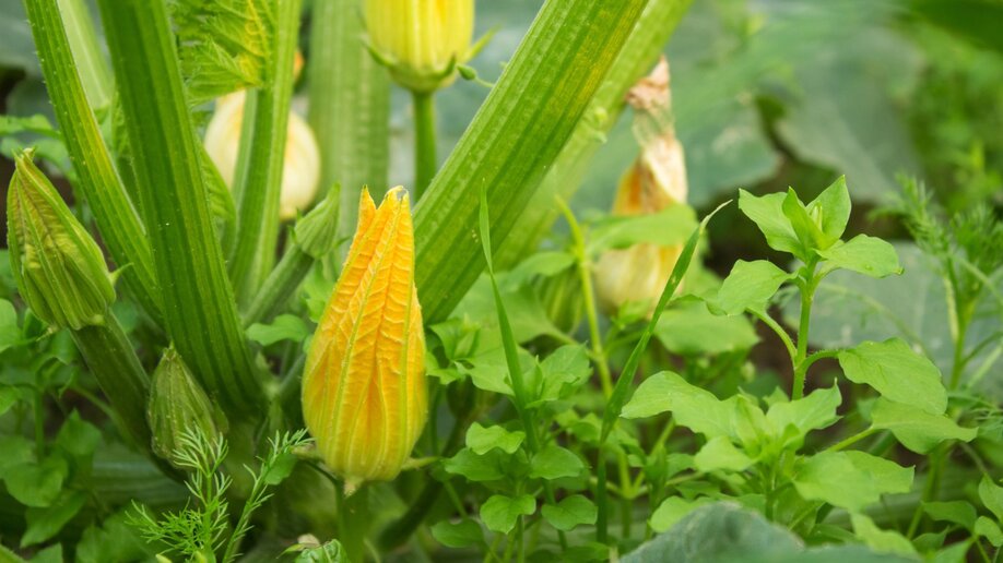 A squash plant with several yellow blossoms.
