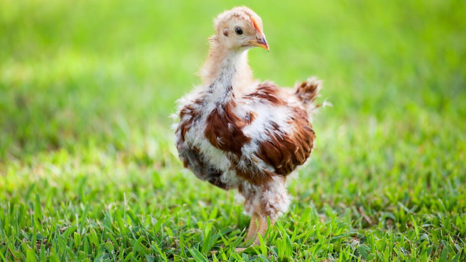 An older chick standing in grass.