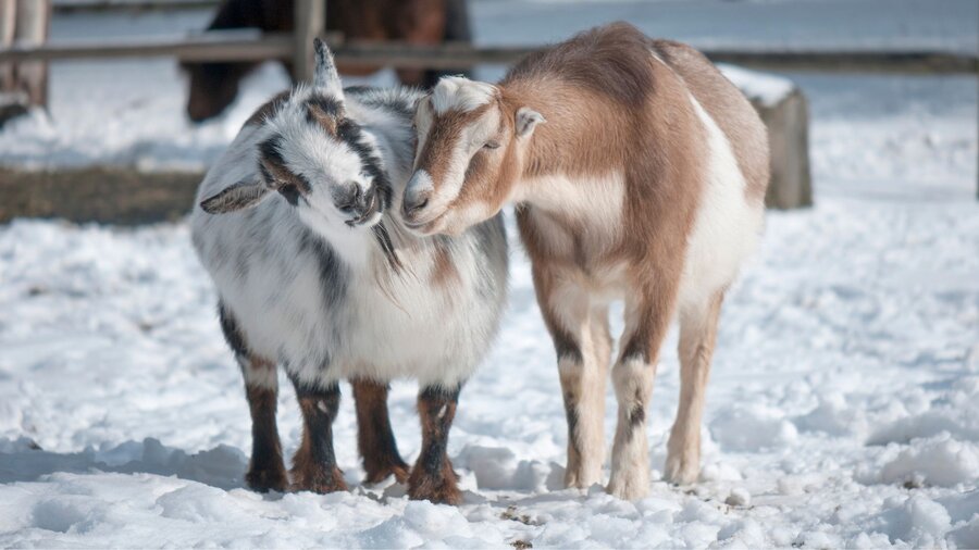 Two goats playing in the snow.