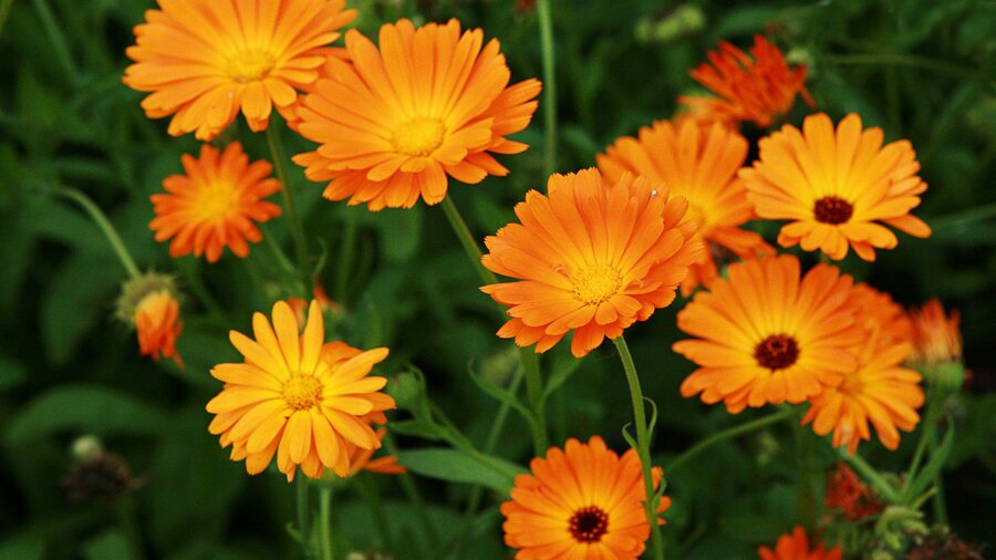 Orange canlendula flowers, a spring annual.