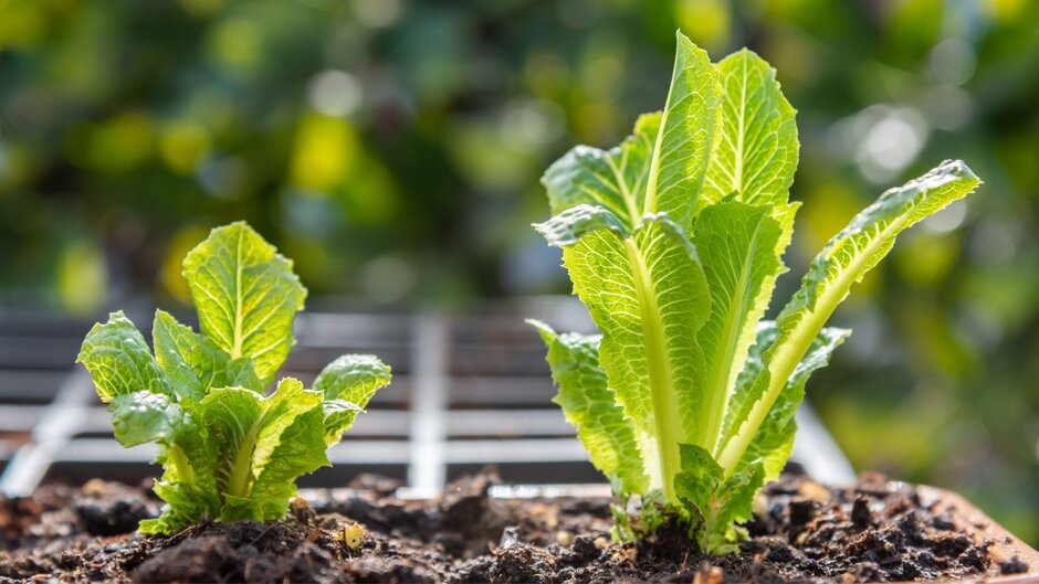 Young lettuce growing in the ground, having been planted when the soil was warm enough.