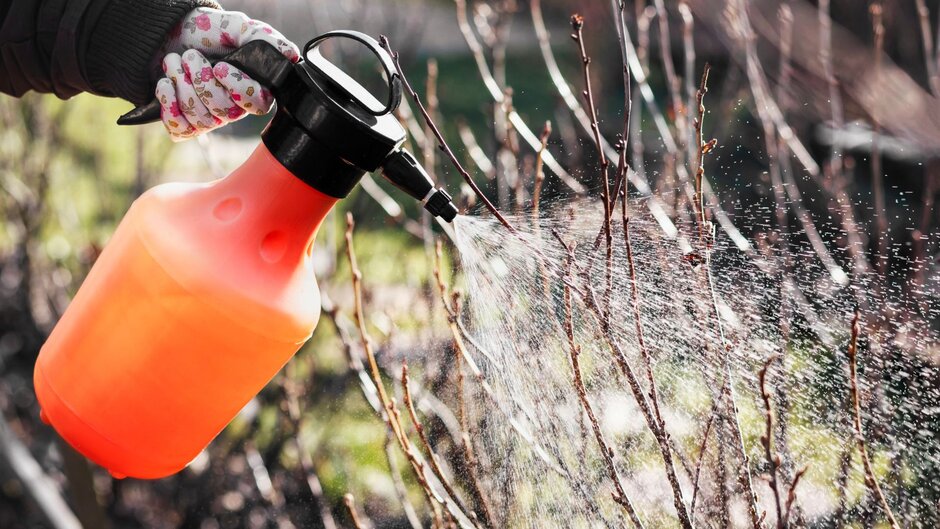 A person spraying their roses with dormant oil wearing gloves.