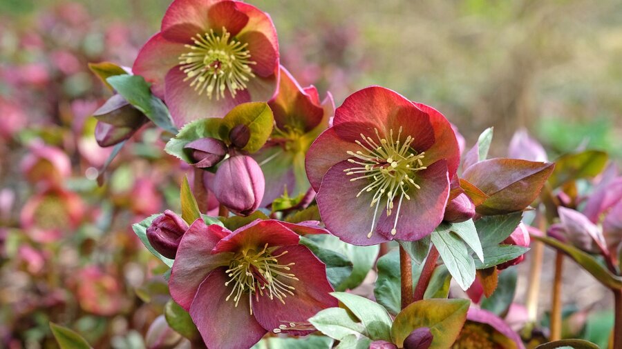 Pink hellebore flowers, a spring perennial.