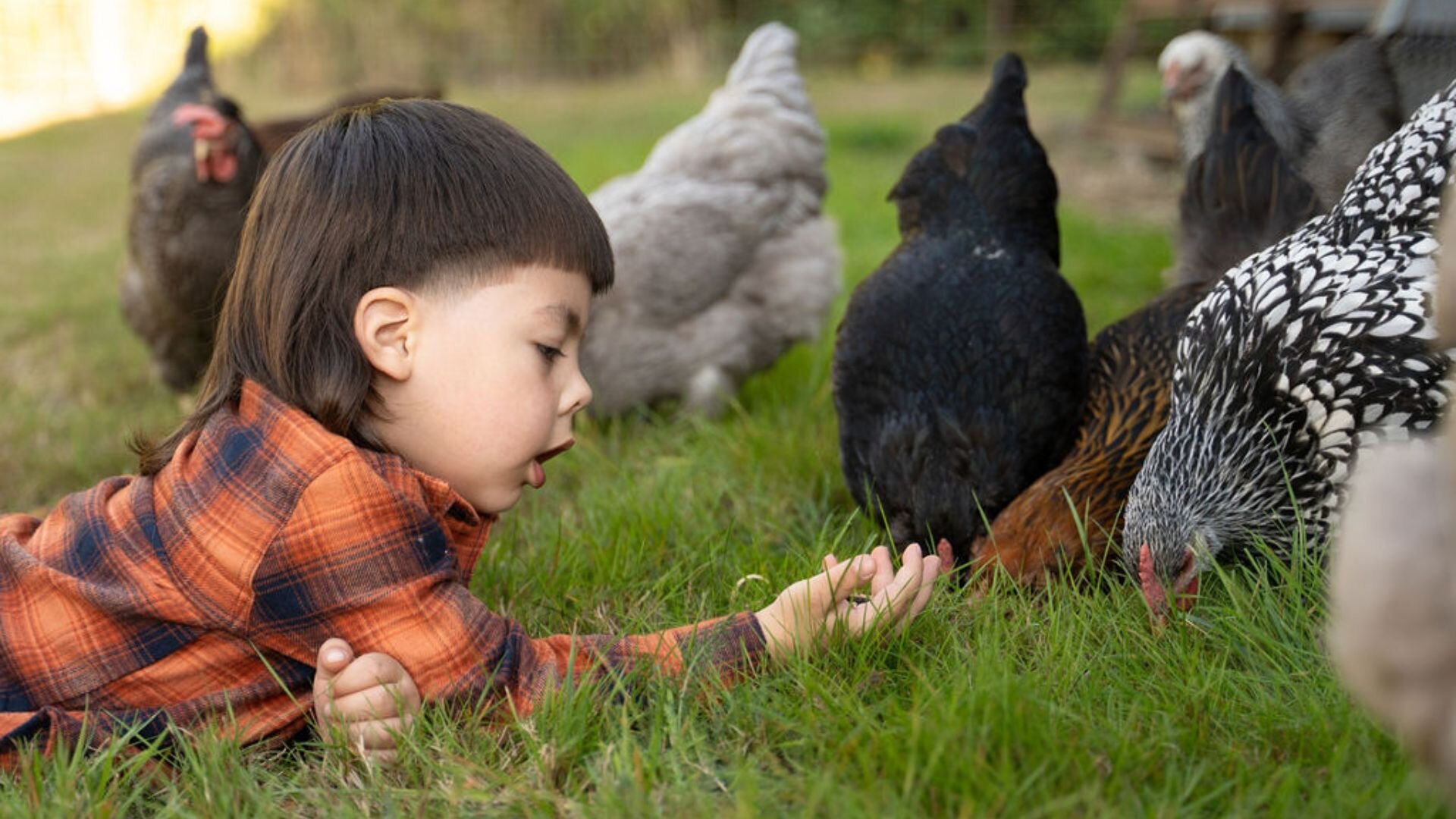 A little boy laying in the grass feeding chickens in autumn.