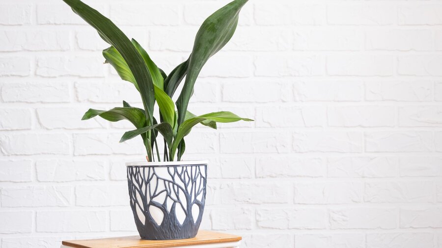 A cast iron plant in a blue and white pot on a wooden stool.