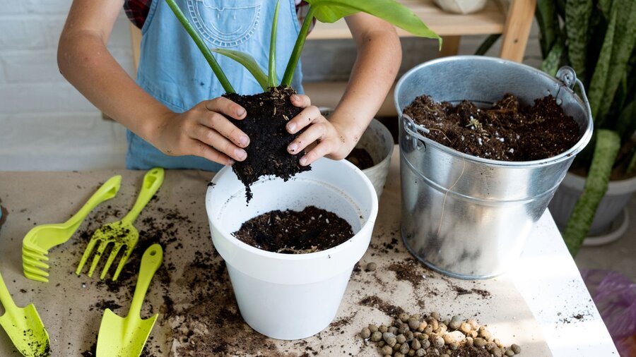 A girl repots her plant into a bigger pot with new soil.