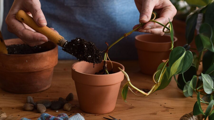 A woman planting a pothos plant cutting in soil.