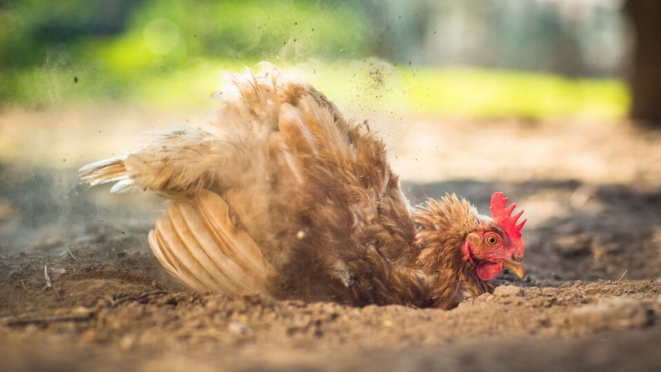 A hen fluffs her feathers in a dust bath while dirt flies all around.