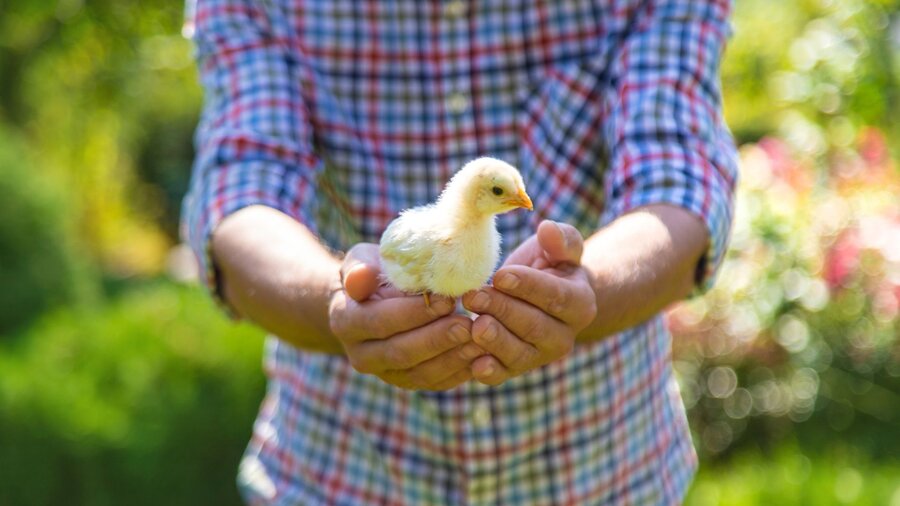 A man holding a yellow baby chick in his hands.