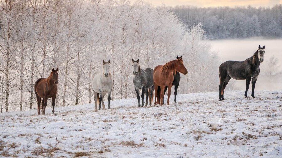 A group of horses out in a pasture covered with snow.