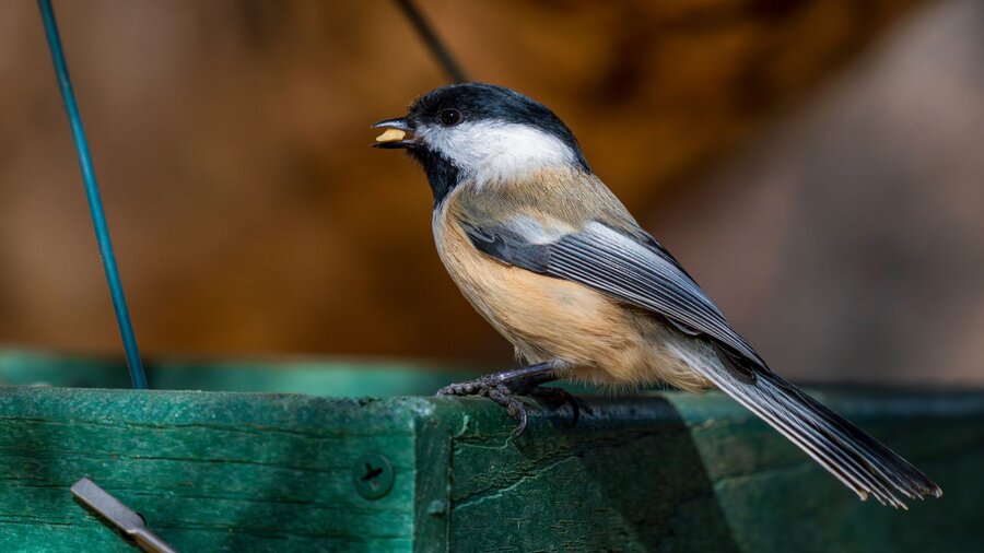A black-capped chickadee on a bird feeder.