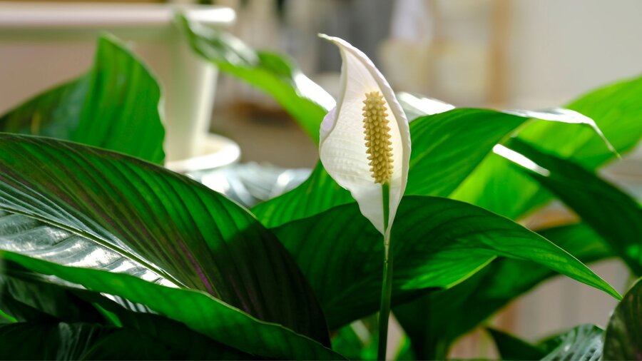 A peace lilly plant with a white lilly blooming in a low light level area of a home.
