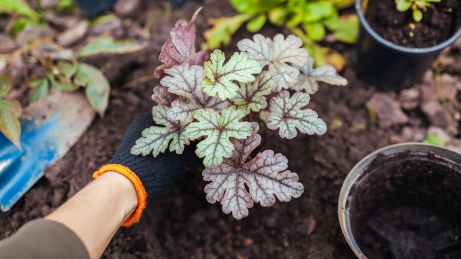 A woman planting annuals and perennials to get ready for spring.