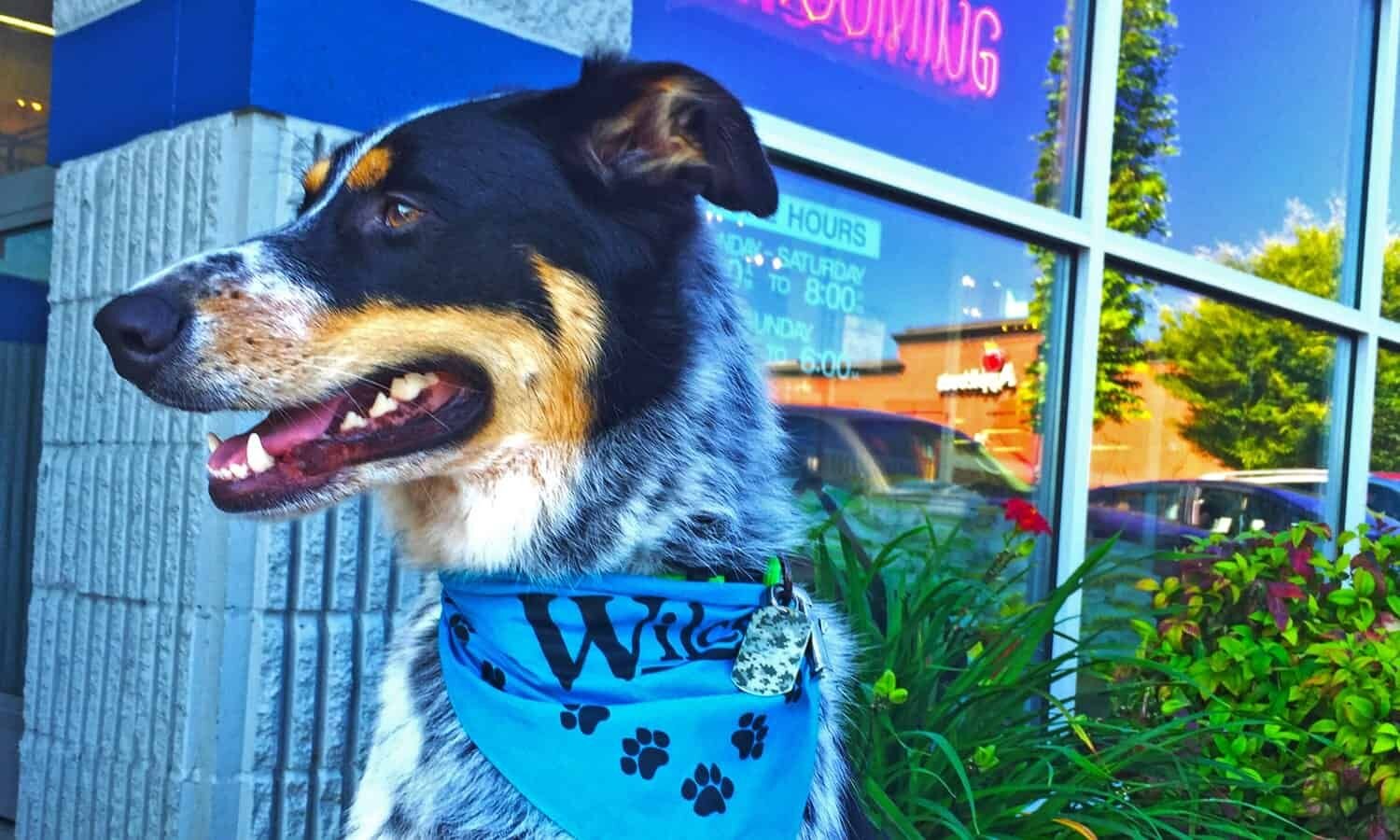 Pet grooming hero image