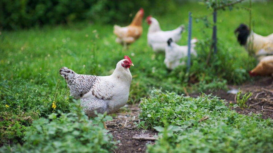 Several chickens running free range to forage.