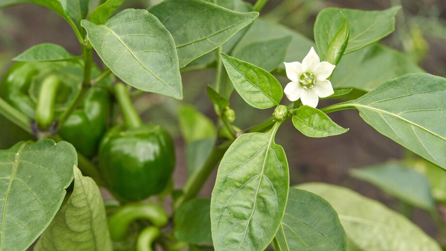 A bell pepper plant with several small bell peppers and a white blossom.