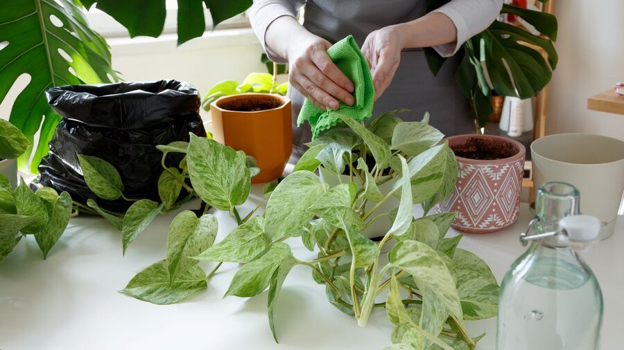 A women wiping the leaves of her low light house plants.