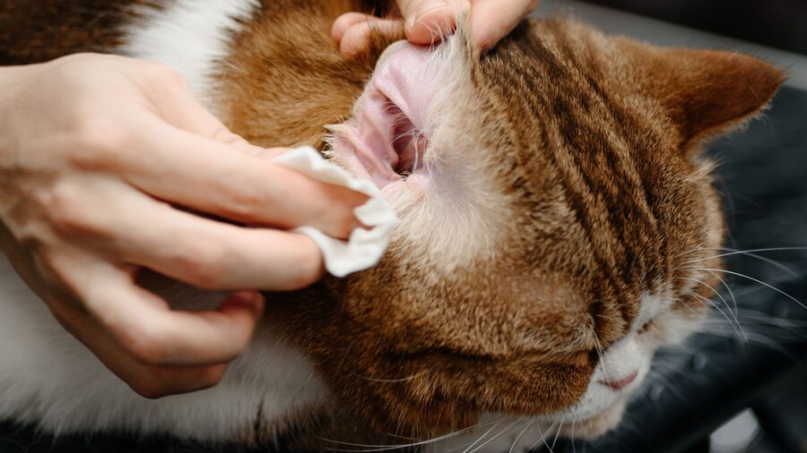 A cat having their ear cleaned out to prevent winter infections.