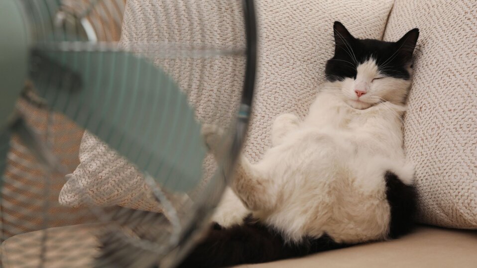 A cat sits in front of a fan during the heat of the summer.