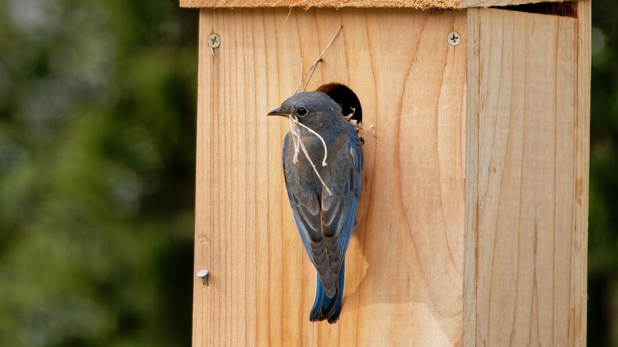 A bird outside of a nest box holding a twig for its nest.