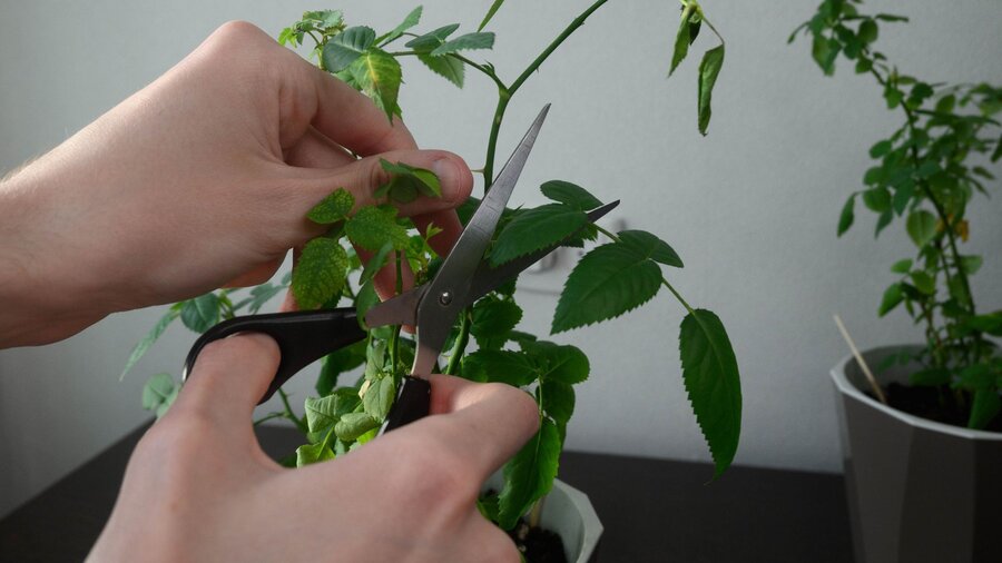Trimming a green houseplant with scissors for propagation.