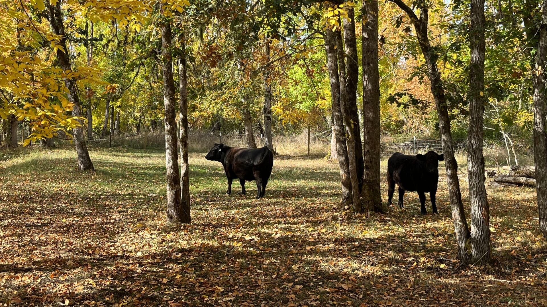 Two cows standing in forest during the fall.