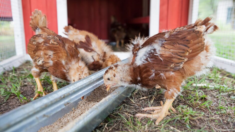 Several chicks are eating in a chicken coop.