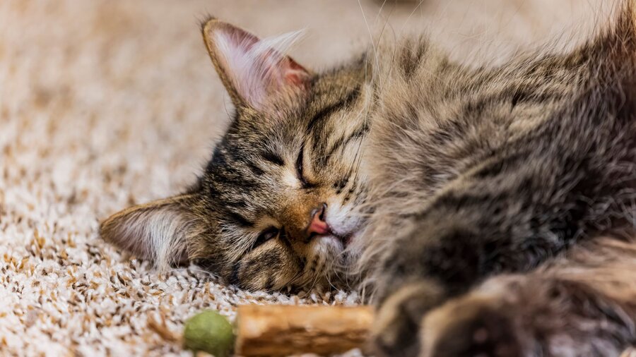 A cat lies on the floor in front of her dental chew toy.