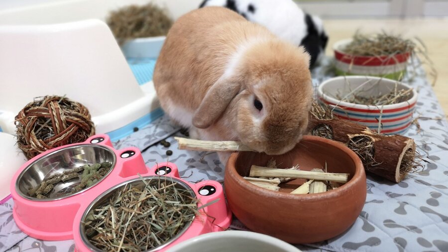 A brown rabbit chewing on its rabbit chews.