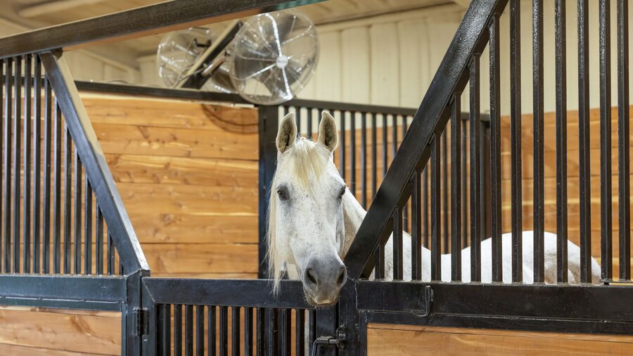 A happy white horse in its cleaned out stall.