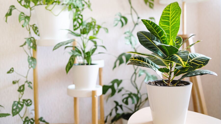 Several low light indoor plants sitting the corner of a room.