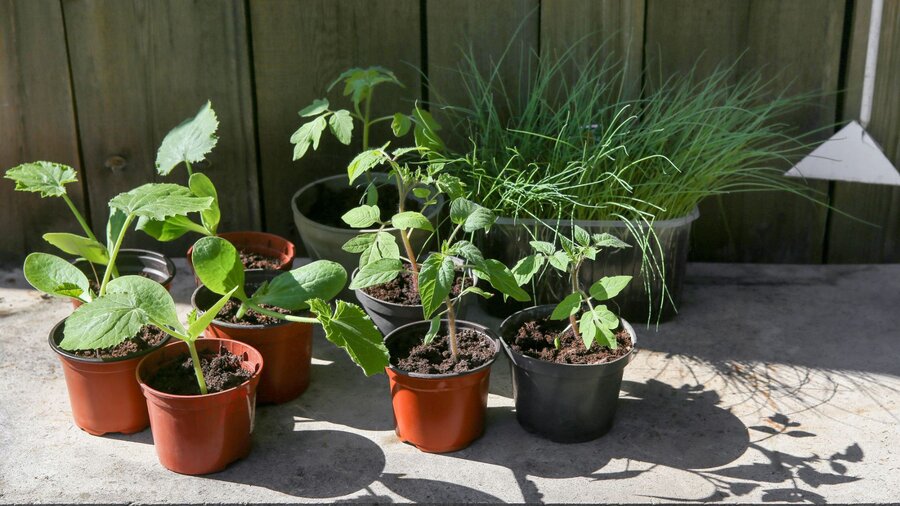 Various different seedlings going through the hardening off process to get ready for outdoor planting.