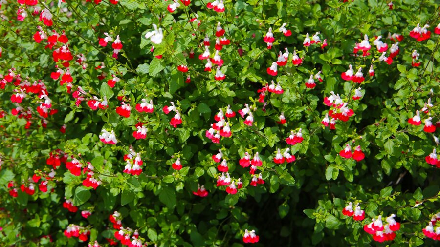 Red and white salvia (hot lips) flowers, a spring perennial.