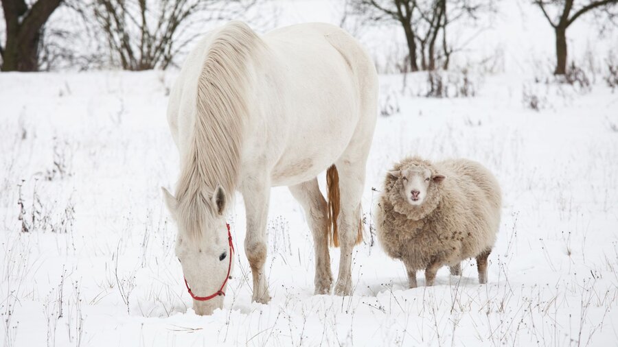 A horse and a sheep out in a pasture in the snow.