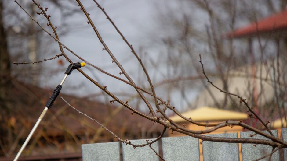 A person spraying their fruit tree with dormant oil to prevent pests.