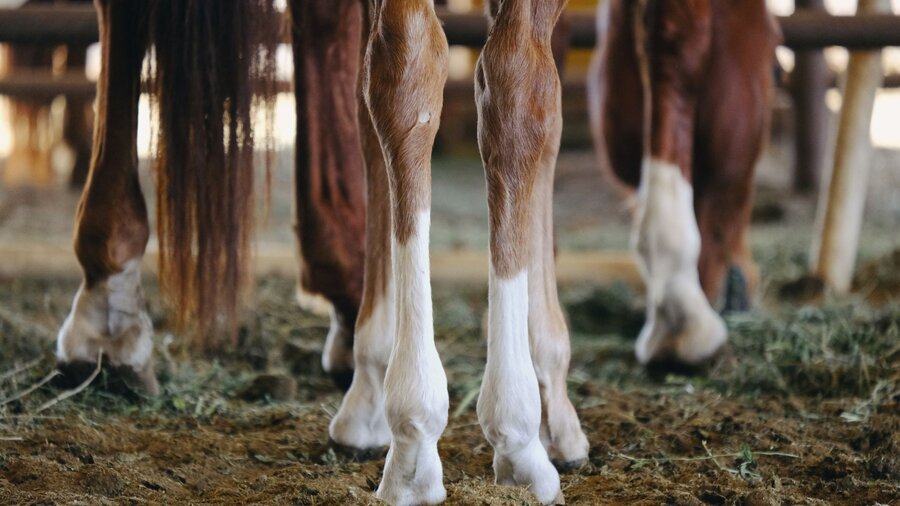 A lower shot of several horse feet standing in a stall.