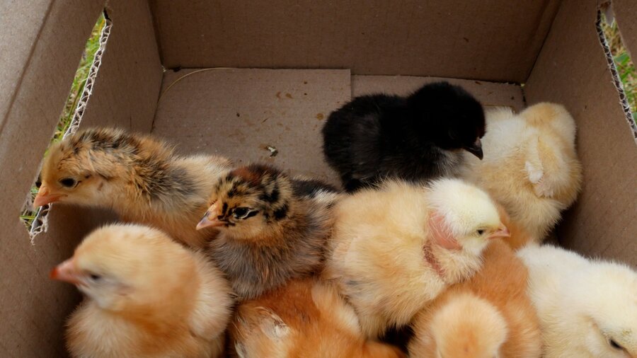 Baby chicks in a box waiting to be transported home.