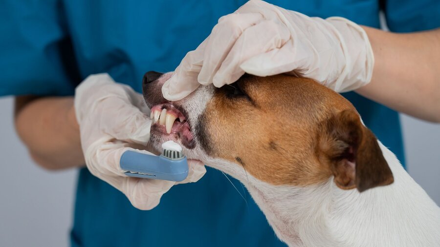 A dog is having its teeth brushed by a vet.