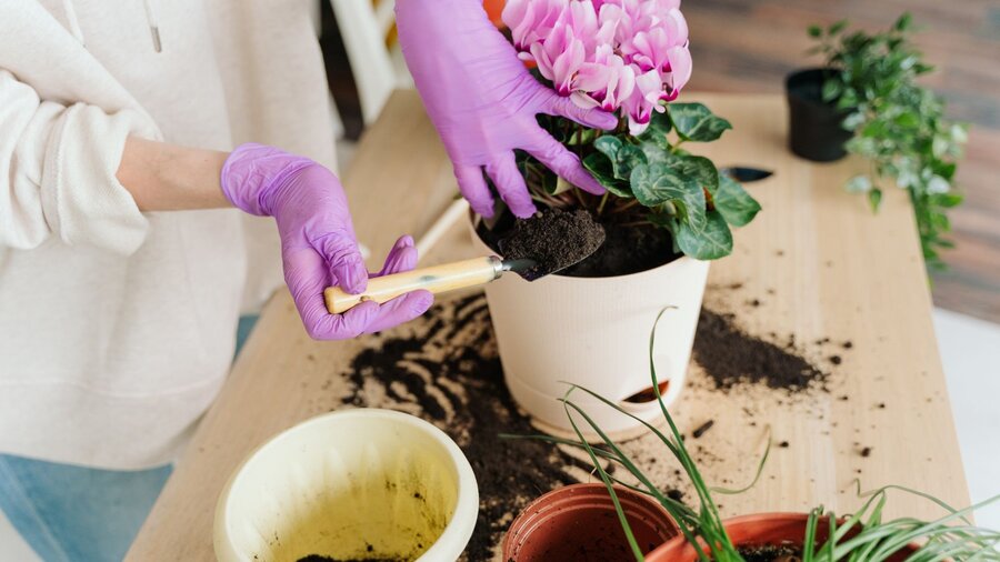 A woman's hands are repotting a flowering plant into a new pot.