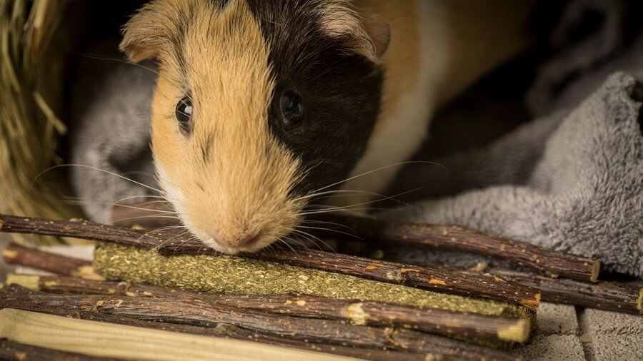 A guinea pig with various chews.