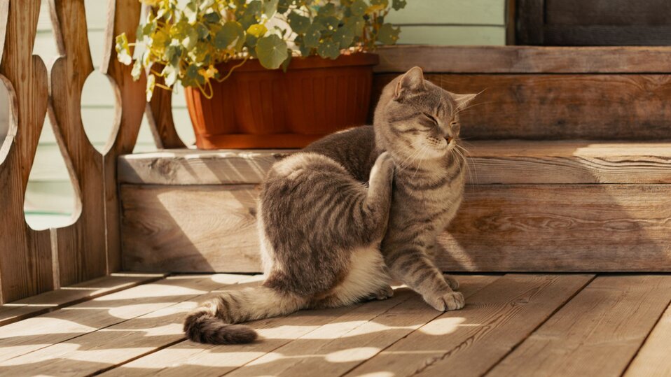 A gray cat is scratching itself while sitting on a porch in summer.