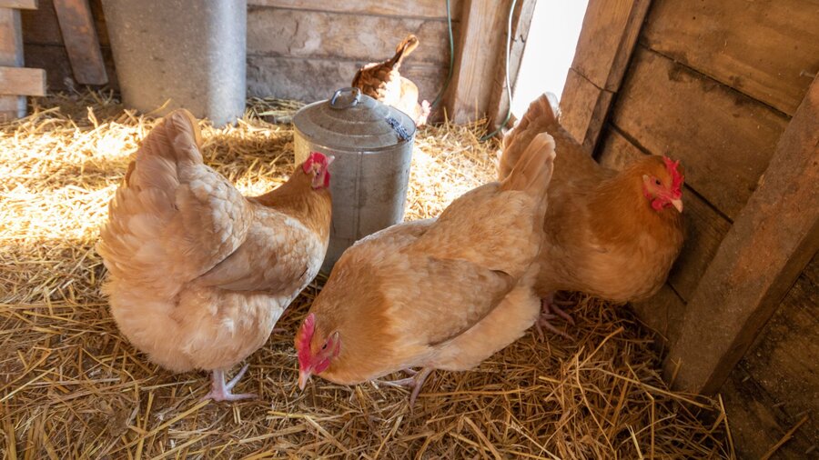 Several hens in their cleaned chicken coop.