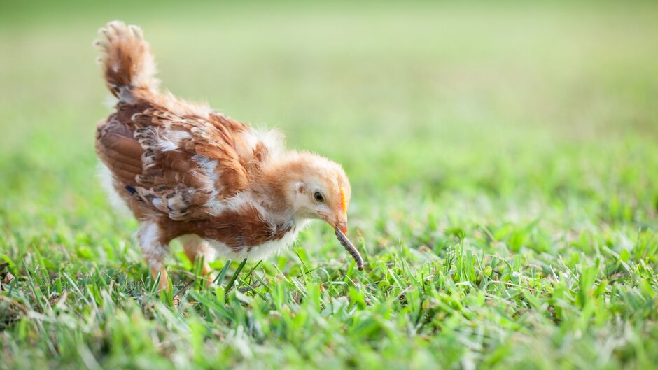 A chick in the grass is eating a bug in early spring.