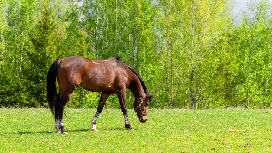A horse grazing on pasture grass in spring.